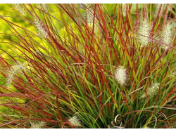 Rozplenica japońska 'Burgundy Bunny' - sadzonki 1L | Byliny Farm