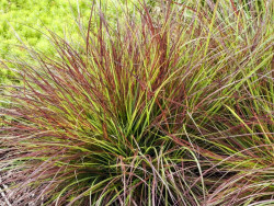 Rozplenica japońska 'Burgundy Bunny' - sadzonki 1L | Byliny Farm