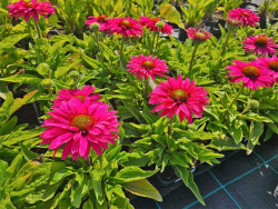 Jeżówka 'SunSeekers Sweet Fuchsia' - kwitnące rośliny w doniczkach w szkółce