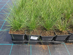 Kostrzewa sina 'Sunrise' - sadzonki 1L | Byliny Farm