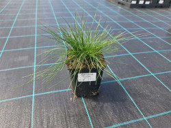 Kostrzewa sina 'Sunrise' - sadzonki 1L | Byliny Farm