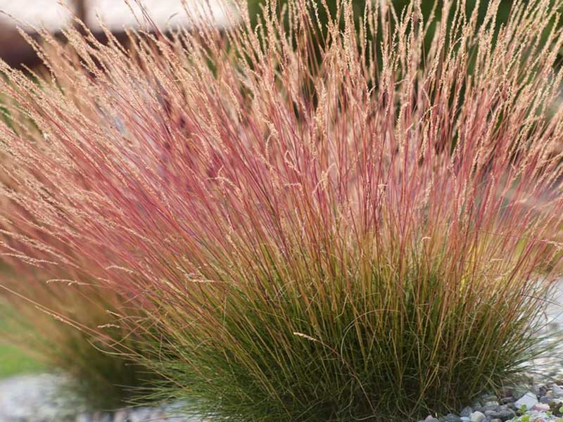 Kostrzewa Sunrise 'Miedzianobrody' - sadzonki P11 | Byliny Farm