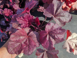Żurawka 'Iridescent' - sadzonki C0,7 | Byliny Farm
