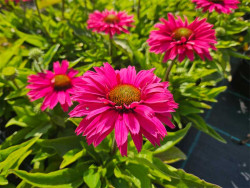 Jeżówka 'SunSeekers Sweet Fuchsia' - fuksjowe kwiaty z pomarańczowym środkiem