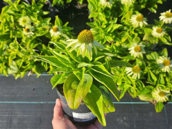 Jeżówka 'SunSeekers Apple Green' - sadzonki | Byliny Farm