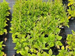 Naparstnica 'Dalmatian Purple' - sadzonki P9 | Byliny Farm