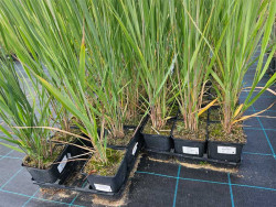 Proso rózgowate 'Northwind' - sadzonki | Byliny Farm