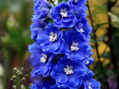 ostróżka Blue Bird - delphinium x cultorum Pacific Series Blue Bird