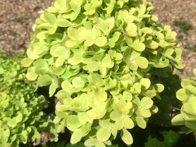 Hortensja bukietowa 'Mojito' - sadzonki | Byliny Farm