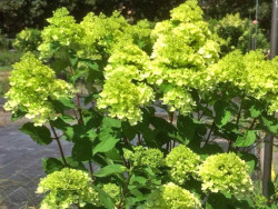 Hortensja bukietowa 'Mojito' - sadzonki | Byliny Farm