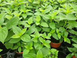 Hortensja bukietowa 'Mojito' - sadzonki | Byliny Farm