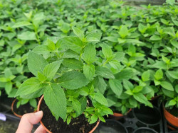 Hortensja bukietowa 'Mojito' - sadzonki | Byliny Farm