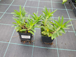 Przetacznik 'Bubblegum Candles' - sadzonki P9 | Byliny Farm