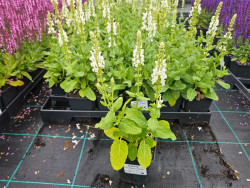 Szałwia omszona Sensation Medium 'White' - sadzonki | Byliny Farm