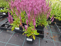 Szałwia sensation medium 'Pink' - sadzonki P9 | Byliny Farm