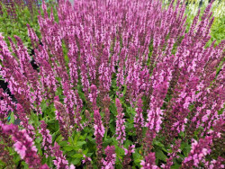 Szałwia sensation medium 'Pink' - sadzonki P9 | Byliny Farm