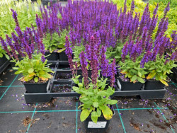 Szałwia Sensation Medium 'Violet' - sadzonki P9 | Byliny Farm