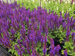 Szałwia Sensation Medium 'Violet' - sadzonki P9 | Byliny Farm