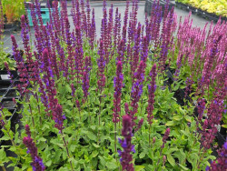 Szałwia 'Caradonna Compact Blue' - sadzonki P9 | Byliny Farm