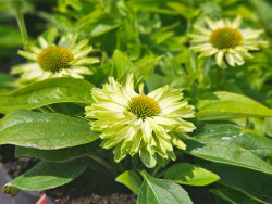 Jeżówka 'SunSeekers Apple Green' - sadzonki | Byliny Farm