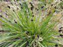 Sesleria Heufflera - sadzonki P9 i P11 | Byliny Farm