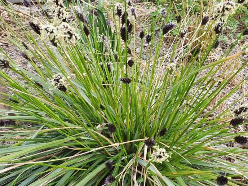 Sesleria Heufflera - sadzonki P9 i P11 | Byliny Farm