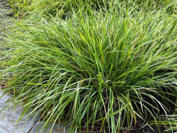 Sesleria Heufflera - sadzonki P9 i P11 | Byliny Farm