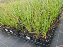 Sesleria Heufflera - sadzonki P9 i P11 | Byliny Farm