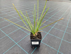 Sesleria Heufflera - sadzonki P9 i P11 | Byliny Farm