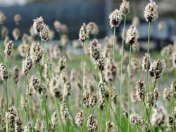 Sesleria Heufflera - sadzonki P9 i P11 | Byliny Farm
