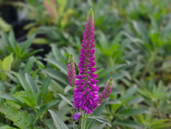 Przetacznik 'Bubblegum Candles' - sadzonki P9 | Byliny Farm