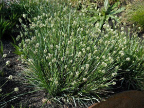 Sesleria skalna - sadzonki P9 | Byliny Farm