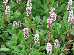 rdest pokrewny Superba - persicaria affinis Superba