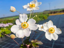 Zawilec 'Honorine Jobert' - sadzonki | Byliny Farm