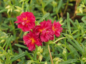 Posłonek 'Cerise Queen' - sadzonki P9 | Byliny Farm