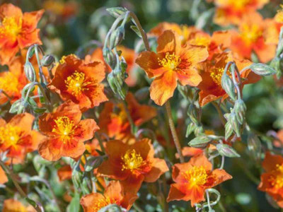 Posłonek 'Watergate Orange' - sadzonki P9 | Byliny Farm