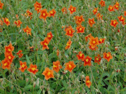 Posłonek 'Watergate Orange' - sadzonki P9 | Byliny Farm
