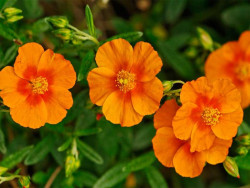 Posłonek 'Watergate Orange' - sadzonki P9 | Byliny Farm
