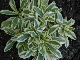 Gęsiówka macedońska 'Variegata' - sadzonki P9 | Byliny Farm