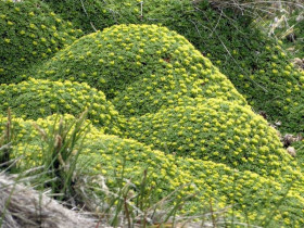 Azorella trójwidlasta - sadzonki P9 | Byliny Farm