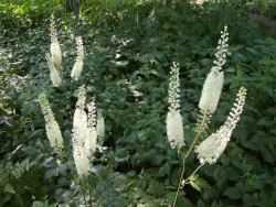 Świecznica sercolistna (pluskwica) - sadzonki | Byliny Farm