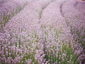 Lawenda wąskolistna 'Rosea' - sadzonki P9 | Byliny Farm