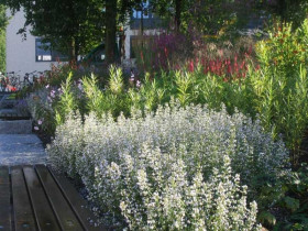 Kocimiętka Faassena 'Alba' - sadzonki P9 | Byliny Farm