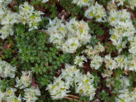 Paronychia macierzankolistna - sadzonki P9 | Byliny Farm