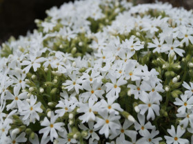Płomyk szydlasty 'Spring White' - sadzonki P9 | Byliny Farm