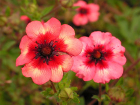 Pięciornik nepalski 'Miss Willmott' - sadzonki P9 | Byliny Farm