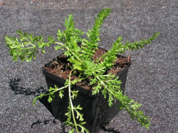 krwawnik pospolity - achillea millefolium "Terracotta"