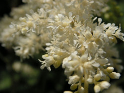 Tawułka Arendsa 'White' - sadzonki P14 | Byliny Farm