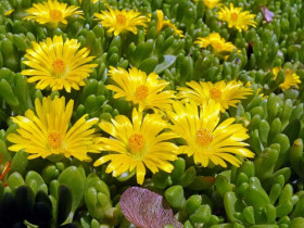 Delosperma nubijska - sadzonki P9 | Byliny Farm
