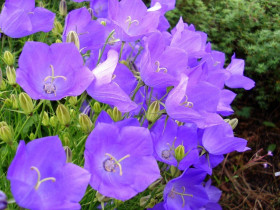 Dzwonek karpacki 'Perla Blue' - sadzonki P9 | Byliny Farm